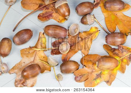 Acorns, Dead Leaves And Cupules After Harvesting In A Forest During Autumn