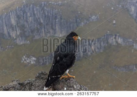 Eagle On Ruca Pichincha Over Quito, Ecuador