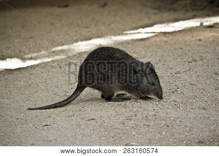 This Is A Side View Of A Long Nosed Potoroo