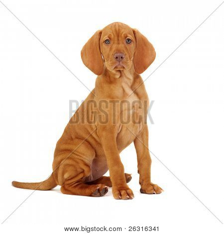 Венгерский Vizsla указателя щенок