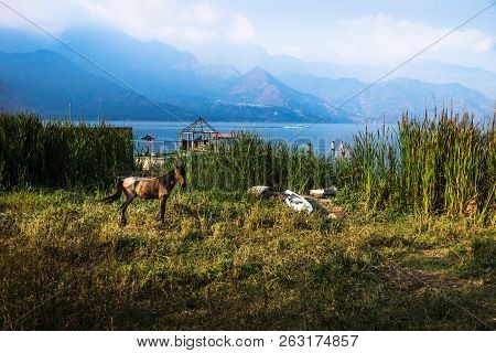 Horse Posing On A Meadow Along Lago Atitlan With Mountainrange And Backlight, San Juan La Laguna, Gu