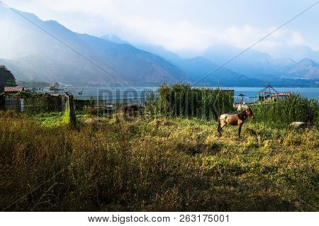 Horse On A Meadow Along Lago Atitlan With Mountainrange And Backlight, San Juan La Laguna, Guatemala