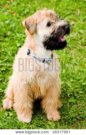 Irský soft křídový wheaten teriér sedět na trávě