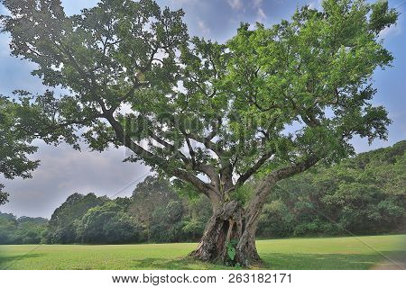 A Big Treee At The Gold Club