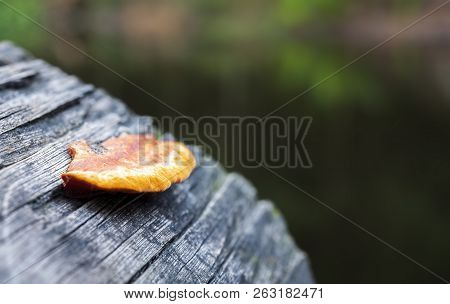 A Single Orange/yellow Lichen Growing At The End Of A Decaying Log. Lichens Consist Of A Symbiotic C