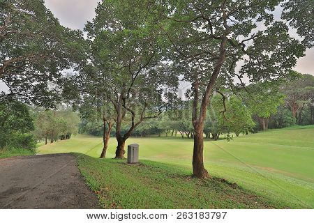 A Big Treee At The Gold Club