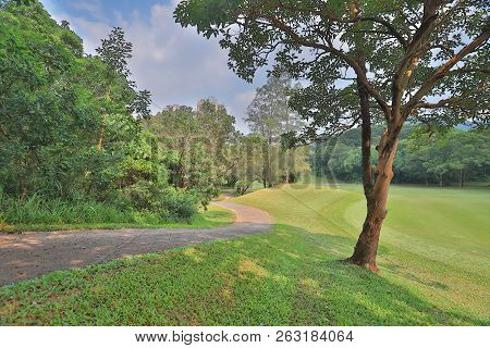 A Big Treee At The Gold Club