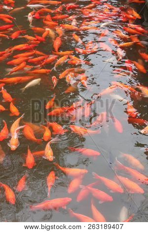 Koi Carp Fish In The Lake Or Pond. Top View. Vertical.