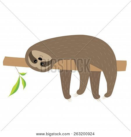 Sloth Lying On Tree Branch. Cute Cartoon Character. Fluffy Fur. Wild Jungle Animal Collection. Baby 