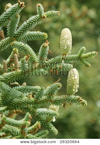 Abies pinsapo (Spanish Fir)
