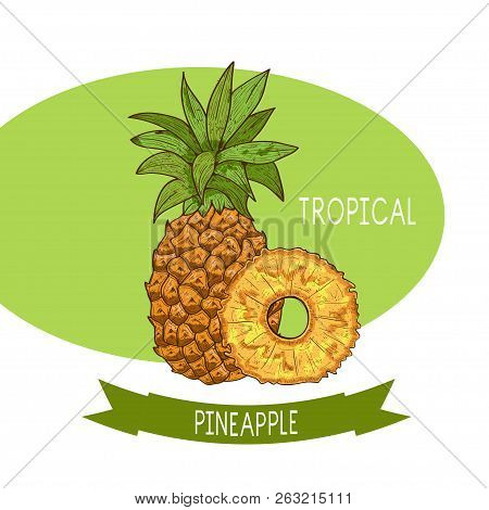 Pineapple. Exotic Fruit. Sketch. Color.  White Background.