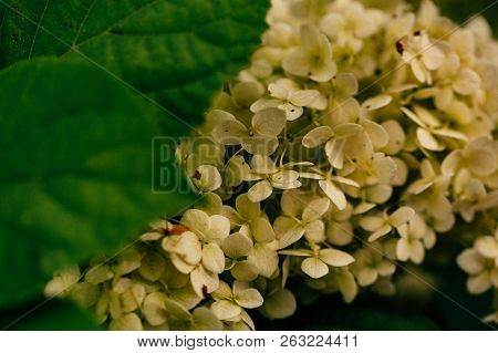 Small Ight Green Flowers On Blurred Background Close Up