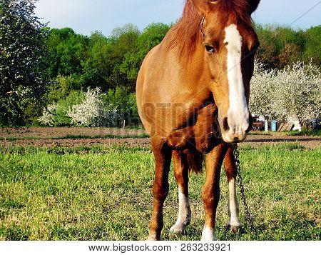Beautiful Wild Brown Horse Stallion On Summer Flower Meadow, Equine Eating Green Grass. Horse Stalli