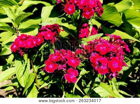 Blooming Flower Carnation With Leaves, Living Natural Nature, Aroma Bouquet Flora. Carnation Flower 