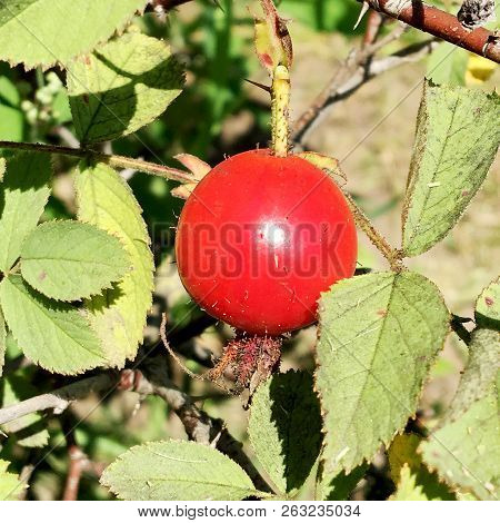 Sweet Red Berry Briar Growing On Bush With Leaves Green, Natural Plant Product Hanging On Branch. Br