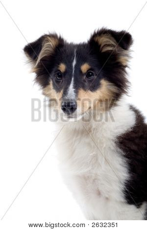 Shetland Dog'S Portrait