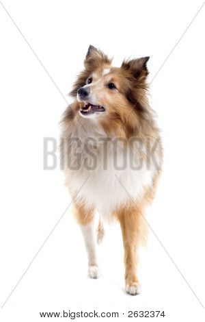 Shetland adorable perro en movimiento