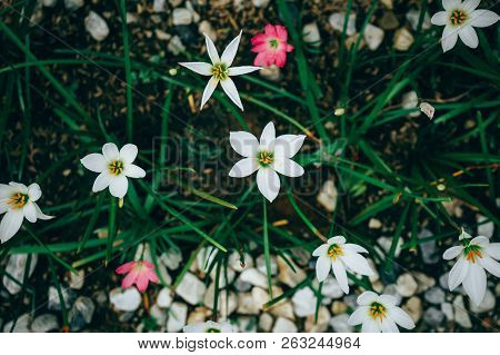 Beautiful Rain Lily Flower. Zephyranthes Lily ,fairy Lily, Little Witches. (zephyranthas Sp.)