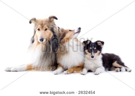 Adorable Shetland Dogs' Sitting Down