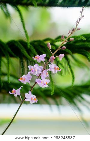 Closeup Pink Orchid Flowers In A Graden