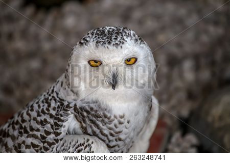 Snowy Owl Close Up With Blurred Background