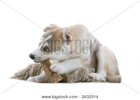 Husky baví