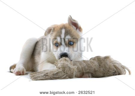 Večeře čas pro rozkošné Husky