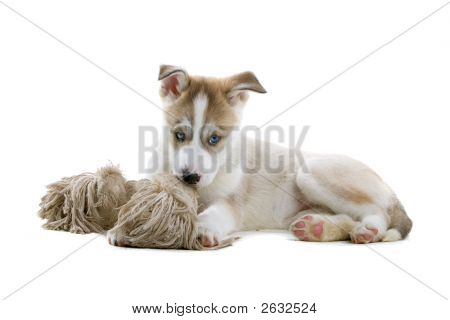 Husky těší kost