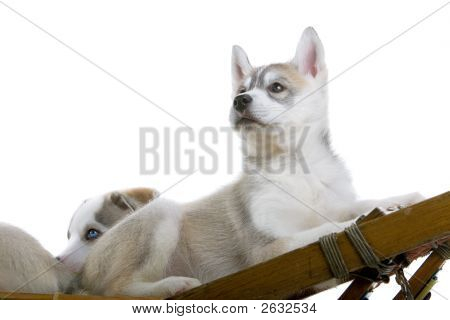 Husky pozastavení na saních