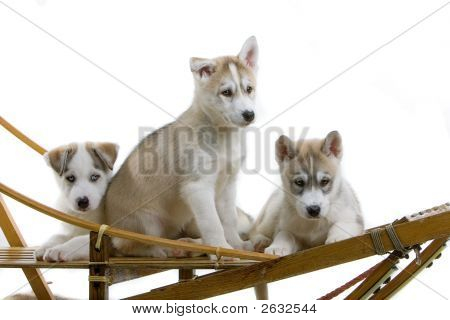 Krásný Husky na saních