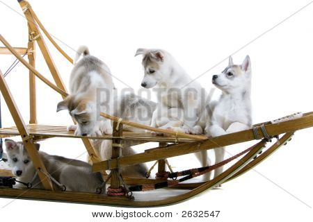 Husky baví na jejich saně