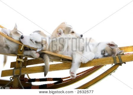 Tři roztomilá Husky spočívající na saních