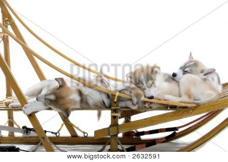 Rozkošný Husky spočívající na saních