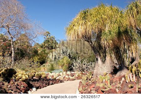 보도 통해 정식 선인장 정원에 선인장 종의 다양 한 방법을 바람.