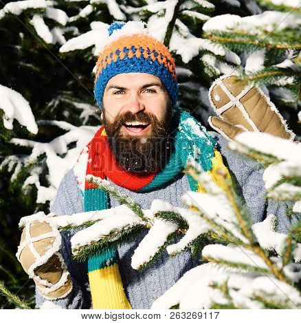 Macho With Beard And Mustache Hiding Between Firtrees Branches.
