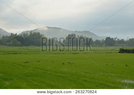 Bittern Bird Hunting For Shellfish On Paddy Field In Morning