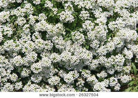 dem Hintergrund einer der beliebten Garten jährlichen Alyssum.
