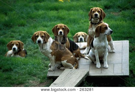 Hunde