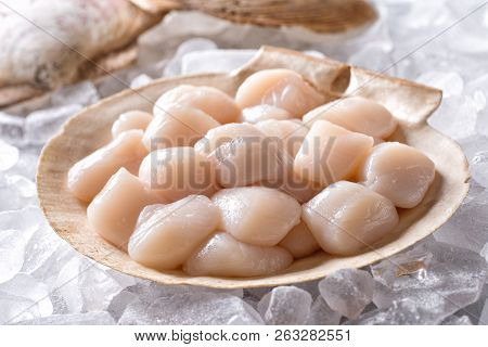 Fresh Raw Scallops In Shell On A Bed Of Ice.
