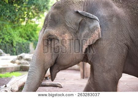 Close Up Side Profile Portrait Of An Elephant