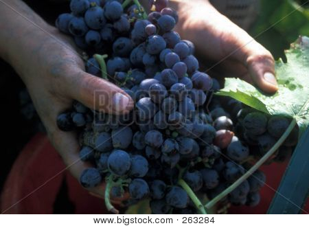Handvoll Trauben