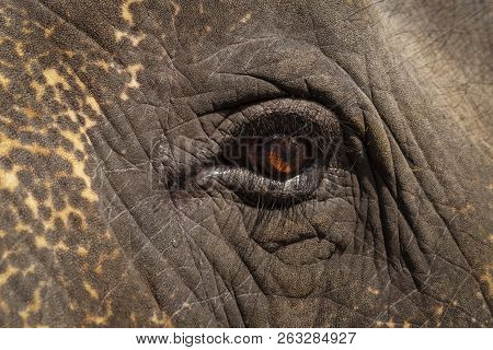The Sad Look Of An Elephant. Eye Of An Elephant, Close-up.