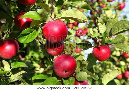 Mature mele rosse MacIntosh sull'albero.