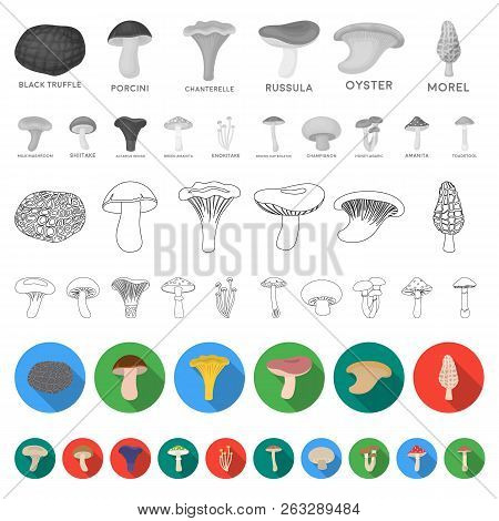 Poisonous And Edible Mushroom Flat Icons In Set Collection For Design. Different Types Of Mushrooms 