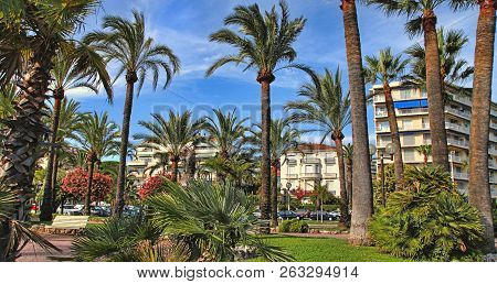 Palm Trees On The Croisette In Cannes City