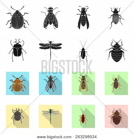 Vector Design Of Insect And Fly Logo. Set Of Insect And Element Vector Icon For Stock.