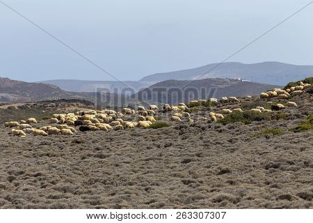 A Herd Of Sheep Grazing On A Mountain Agricultural Area With Shrubs On A Sunny Autumnal Evening (las