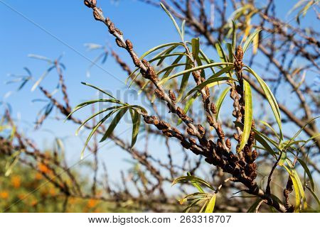 Hippophae Rhamnoides Male Plants Detail With Female Fruit Berries In Background, Common Sea Buckthor