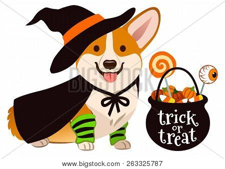 Halloween Corgi Puppy Dog Dressed As Witch, Wearing Hat And Cape, With Black Trick Or Treat Cauldron