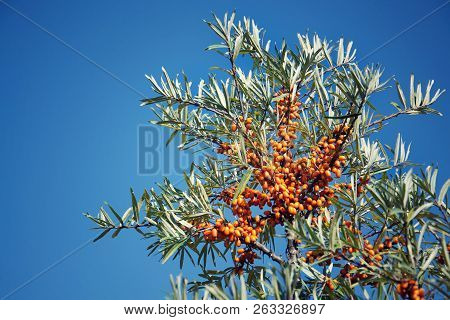 Hippophae Rhamnoides Female Plants With Fruit Berries Detail, Common Sea Buckthorn Shrub